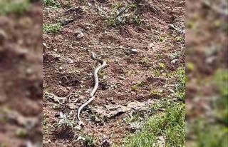 Gölgesine oturduğu ağaçta dev yılanla göz göze...