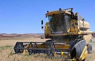 Güneşin altında hasat: Buğday tarlalarında zorlu...