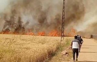 Harran Ovası’nda 40 dönüm ekili arazi yandı