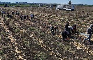 Hasadı süren patateste fiyat 7 liraya kadar geriledi