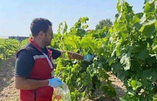 Hasat öncesi pestisit denetimi