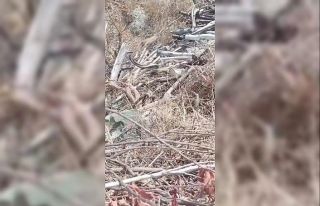 Hatay’da çiftleşen yılanlar kameraya yakalandı