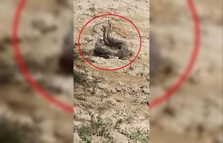 Hatay’da yılanların çiftleşme dansı kamerada