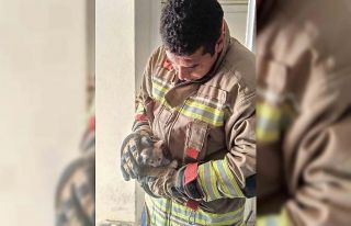 Havalandırma boşluğuna düşen kediyi itfaiye kurtardı