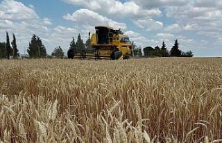 Hayrabolu’da buğday hasadı başladı