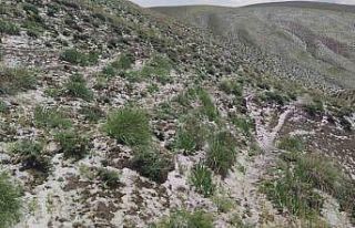 Haziran ayında kar sürprizi: Erek Dağı’nın...