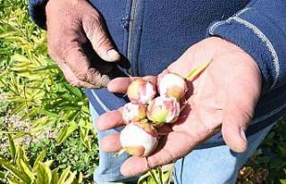 Hollanda’dan gelen şakayık çiçeklerini Yozgat’ta...