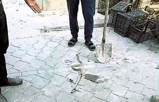 Honaz’da yılan paniği