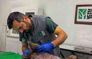 İç kanama geçiren yavru ayı tedavi altına alındı