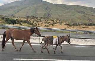 Iğdır’da sürüden ayrılan at ve eşek trafiği...