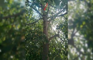 Ihlamur ağacından düşen kadın  yaralandı