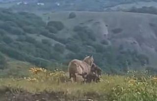 İlçe merkezine kadar inen kurt, keçiyi kaptığı...