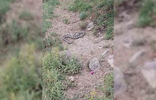 İlçede görülen zehirli engerek yılanı korkuya...