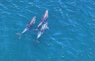 İstanbulluyu yunusların belgesellik manzarası mest...