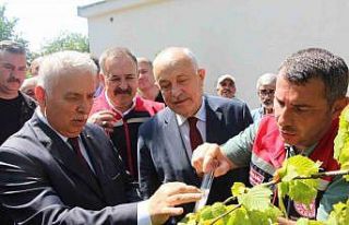 İstilacı kokarcaya karşı samuray arısı umudu