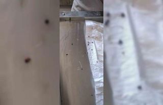 Jandarma devriye sırasında üzerinde keneler bulunan...