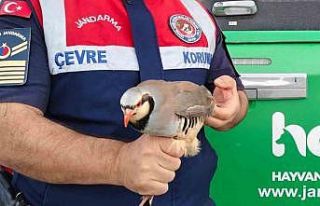 Jandarma kınalı kekliği koruma altına aldı