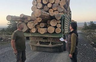 Kaçak ağaç kıyımına ağır ceza