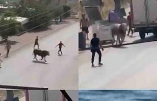 Kaçan boğa ortalığı bir birine kattı, diğeri...