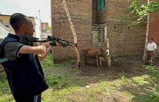 Kaçan düve, kurban timi tarafından yakalandı