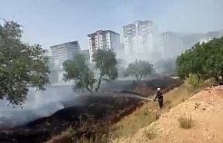 Kahramanmaraş’ta zeytinlik yangını