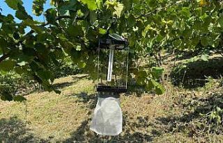 Kahverengi kokarca ile mücadelede yeni yöntem