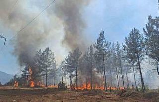 Karabük’te ormanlık alanda çıkan örtü yangını...