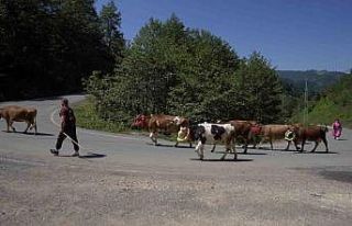 Karadeniz’den renkli yayla göçleri