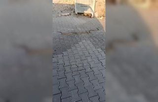 Karşıyaka Mezarlığı’nda yılanlar gezerken...