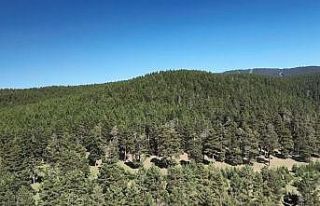 Kars’ta 1 Temmuz’da itibaren ormanlık alanlara...