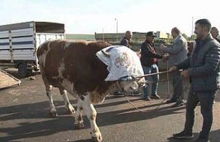 Kars’ta 900 kiloluk boğa 300 bin TL’ye satıldı