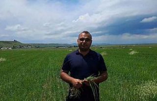 Kars’ta etkili olan dolu tarım arazilerine zarar...