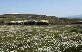 Kars’ta köylüler yaylaları imece usulü hazırlıyor