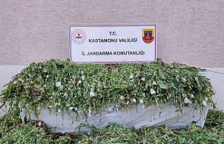 Kastamonu’da 120 bin kök haşhaş ele geçirildi