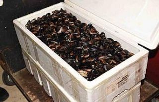 Kastamonu’da 45 kilogram sağlıksız midye ele...