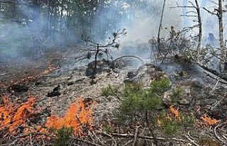 Kastamonu’da çıkan orman yangını büyümeden...