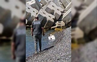 Kastamonu’da sahilde yaralı halde bulunan pelikan,...