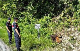 Kastamonu’da yaralı halde bulunan karacalar tedavi...