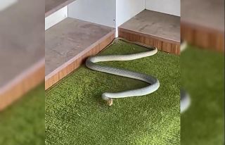 Kastamonu’da yılan camiye girdi