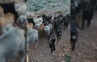 Kaybolan 38 küçükbaşın bulunması için yardım...