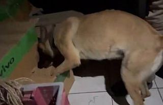 Kayseri’de 79 yaşındaki ’torbacı’ yakalandı