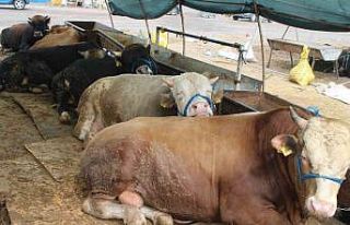 Kayseri’de kurban pazarlıklar hareketlendi