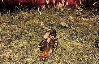 Kazada telef olan horoz için kalp masajı yaptı