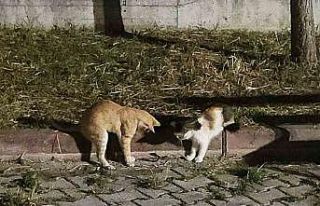 Kedilerin çıyanla tehlikeli oyunu