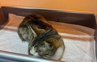 Kedinin mesanesinden 2 santimlik taş çıkarıldı