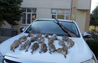 Keklik kalmadı keneler çoğaldı