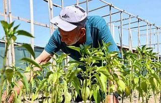 Kendi emekleriyle yetiştirdikleri sebzeleri güvenle...