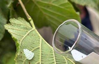 Kendisi küçük, mücadelesi büyük