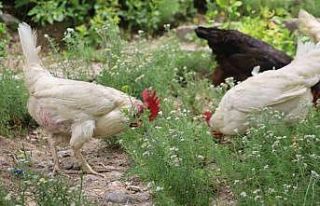 Kene kabusuna tavuklu çözüm