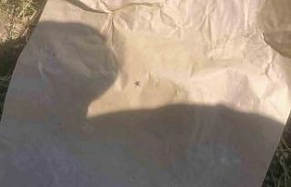 "Keneler, köpekler gibi koku alıp üzerimize...